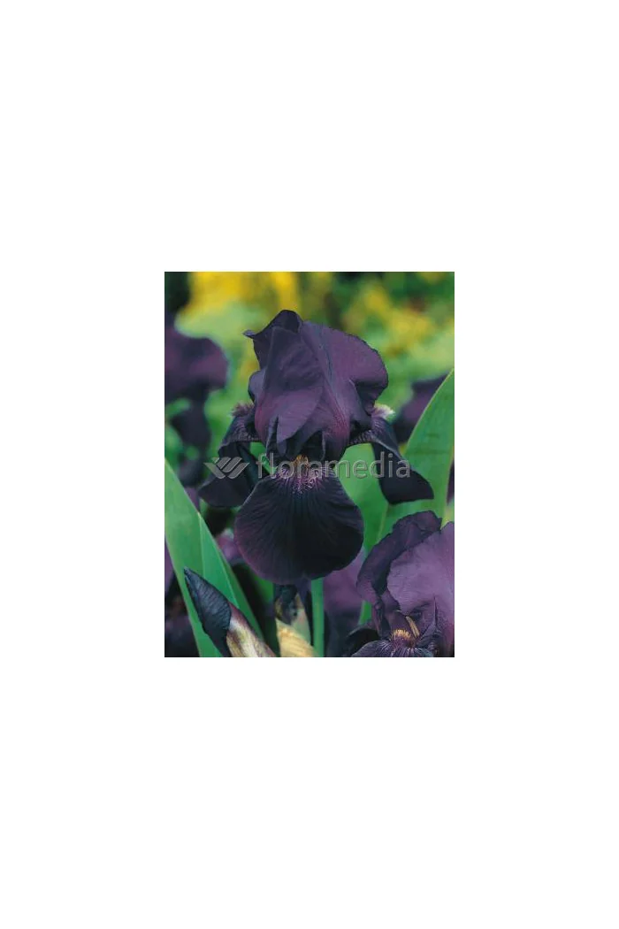 Kosaciec niski 'Dark Over' Iris barbata nana