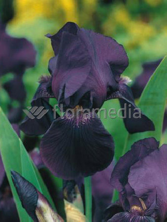 Kosaciec niski 'Dark Over' Iris barbata nana