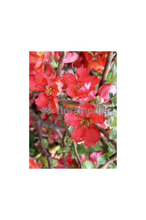 Pigwowiec 'Texas Scarlet' Chaenomeles × superba