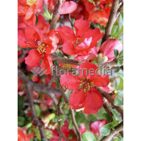 Pigwowiec 'Texas Scarlet' Chaenomeles × superba