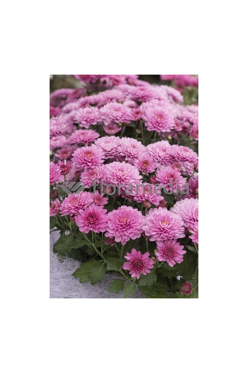 Złocień ogrodowy 'Mei Kyo' | Chrysanthemum indicum