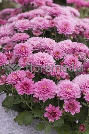 Złocień ogrodowy 'Mei Kyo' | Chrysanthemum indicum