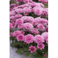 Złocień ogrodowy 'Mei Kyo' | Chrysanthemum indicum