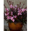Gaura 'Passionate Rainbow' Gaura