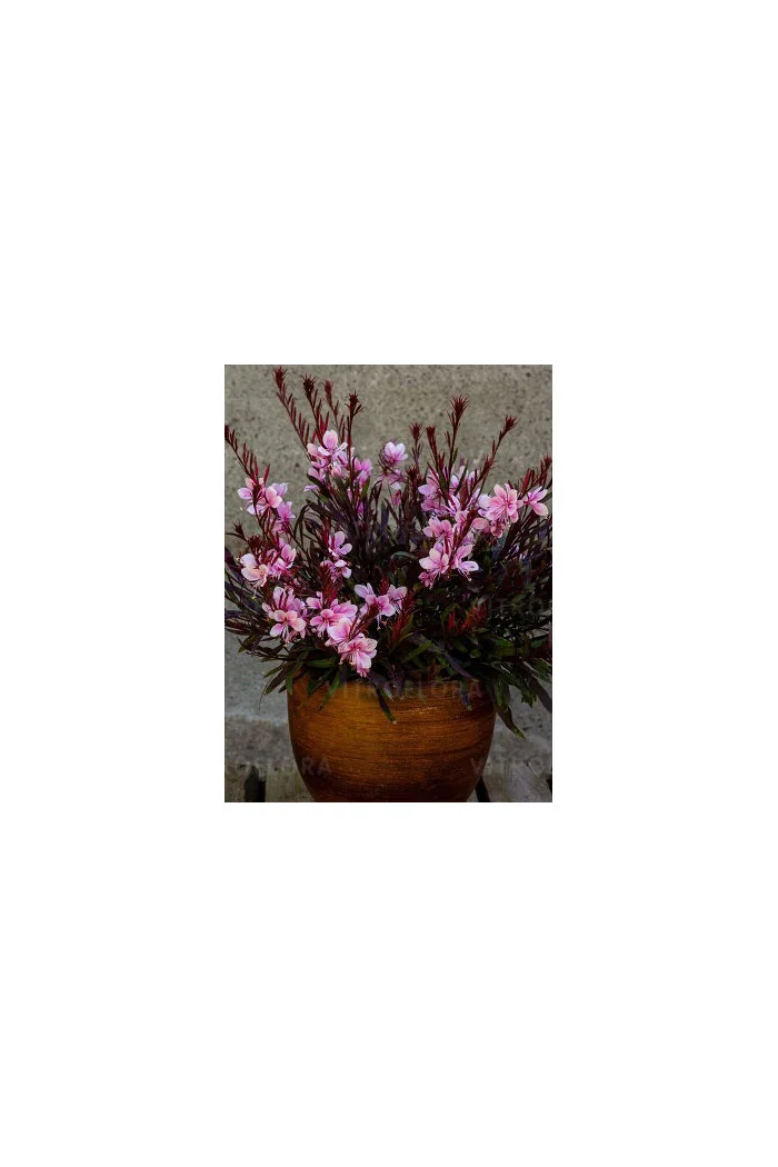 Gaura 'Passionate Rainbow' Gaura
