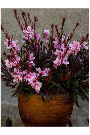 Gaura 'Passionate Rainbow' Gaura