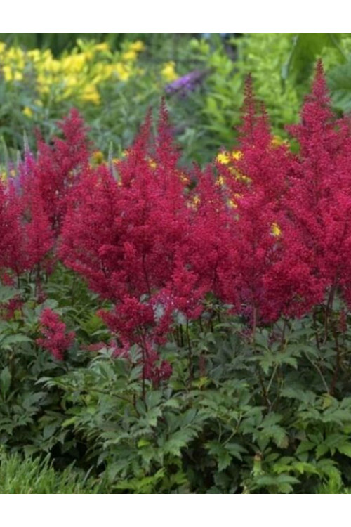 tawułka, tawułka arendsa, tawułka paul gaarder, astilbe