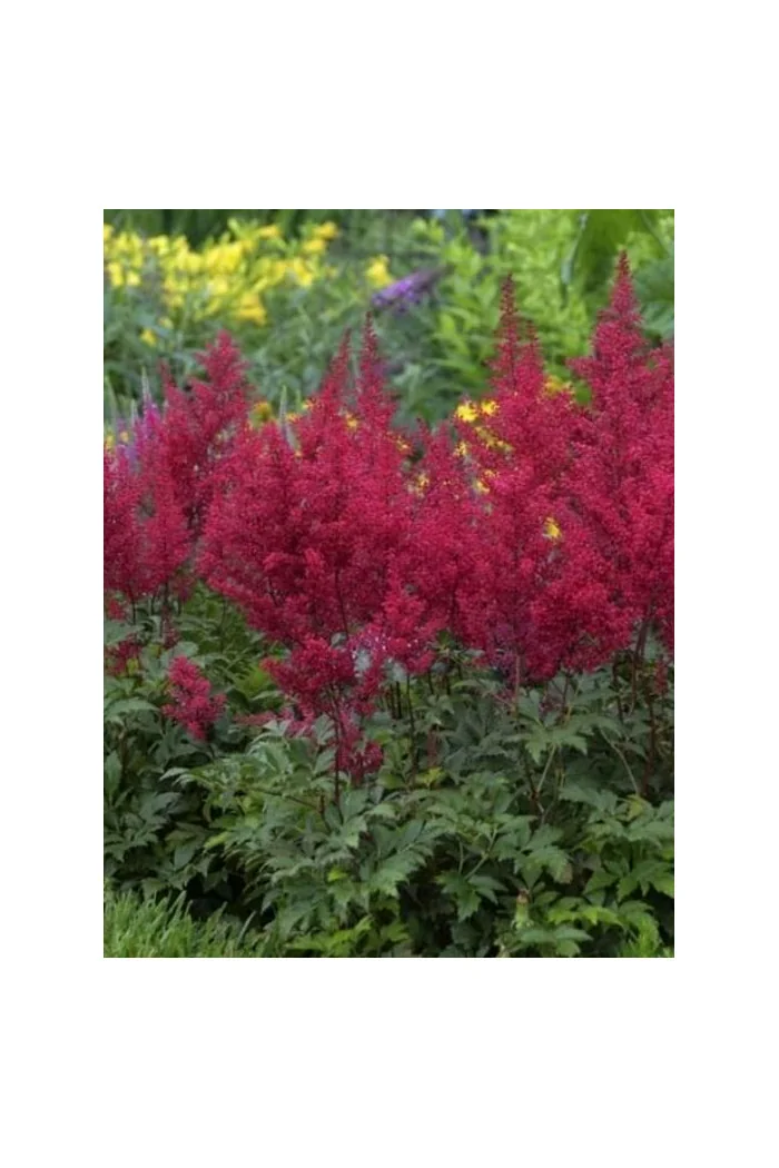 tawułka, tawułka arendsa, tawułka paul gaarder, astilbe