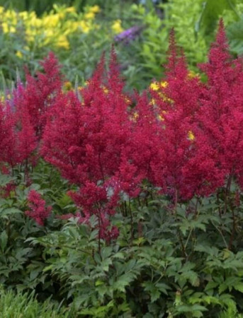 tawułka, tawułka arendsa, tawułka paul gaarder, astilbe