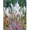 Miskant chiński 'Dronning Ingrid' | Miscanthus sinensis
