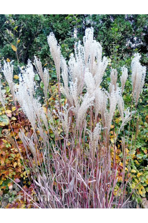 Miskant chiński 'Dronning Ingrid' | Miscanthus sinensis