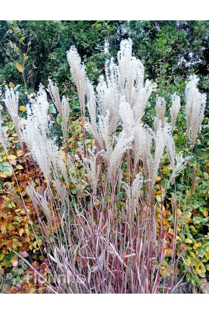 Miskant chiński 'Dronning Ingrid' | Miscanthus sinensis