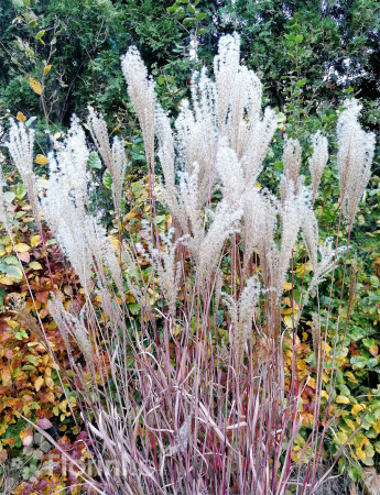 Miskant chiński 'Dronning Ingrid' | Miscanthus sinensis