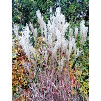 Miskant chiński 'Dronning Ingrid' | Miscanthus sinensis