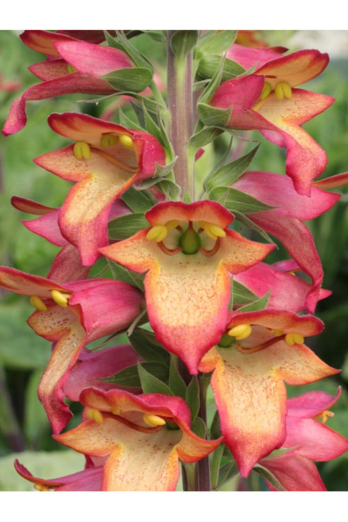 Naparstnica 'Illumination Pink' div class'lat' Digitalis /div