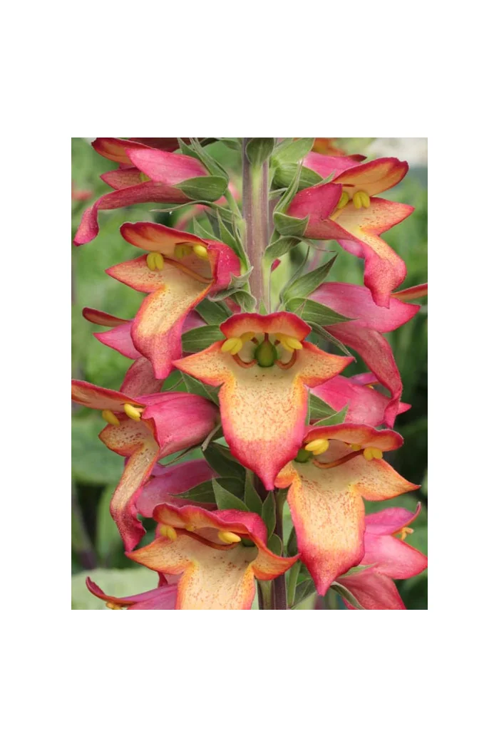 Naparstnica 'Illumination Pink' div class'lat' Digitalis /div