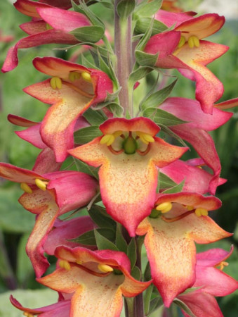 Naparstnica 'Illumination Pink' div class'lat' Digitalis /div