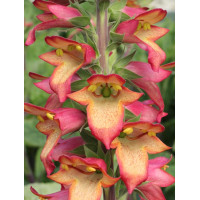 Naparstnica 'Illumination Pink' div class'lat' Digitalis /div