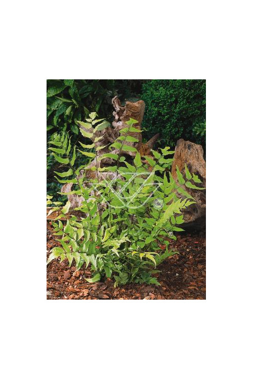 Paprotnik Fortune'a | Cyrtomium fortunei