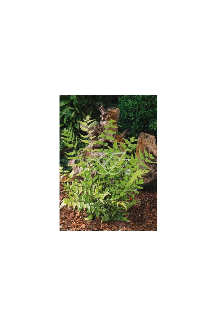 Paprotnik Fortune'a | Cyrtomium fortunei