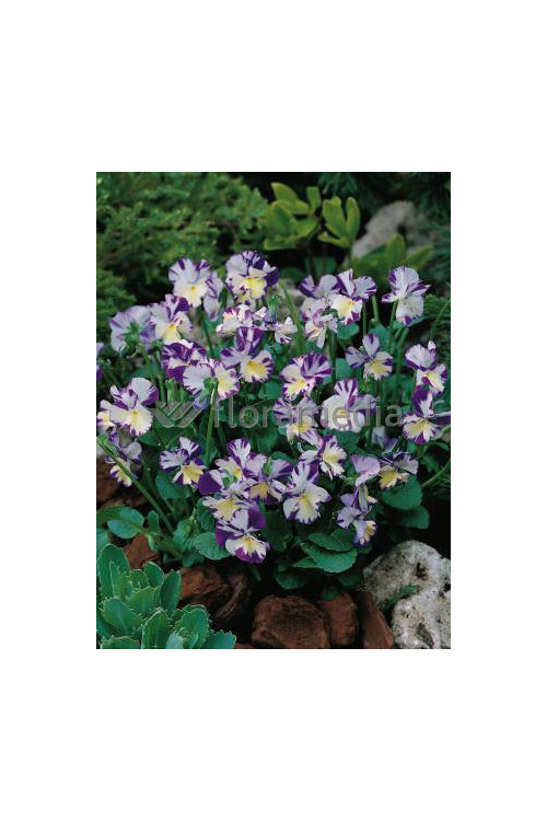 Bratek 'Rebecca' Viola cortuna