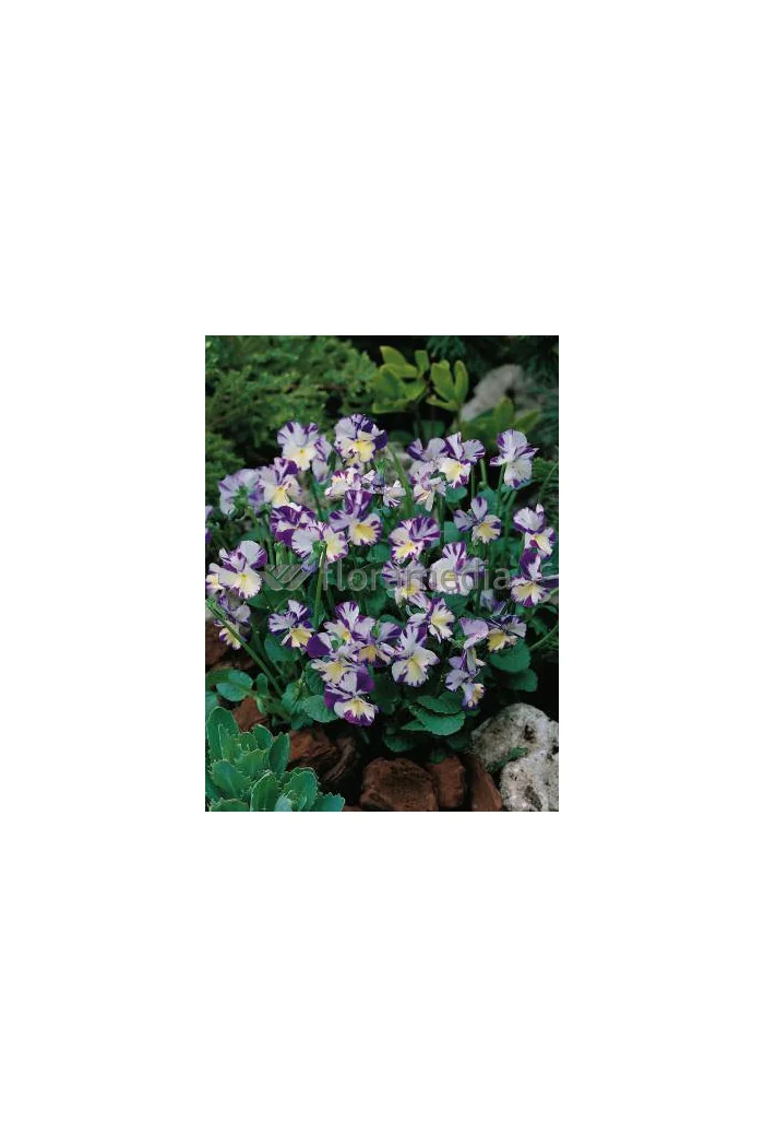 Bratek 'Rebecca' Viola cortuna