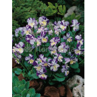 Bratek 'Rebecca' Viola cortuna