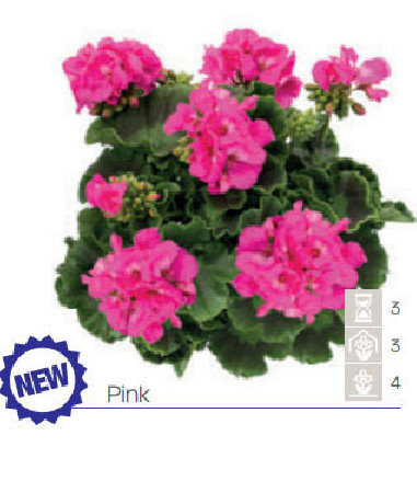 Pelargonia Calioppe 'Pink'