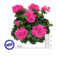 Pelargonia Calioppe 'Pink'