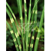 Miskant chiński 'Giraffe' | Miscanthus sinensis