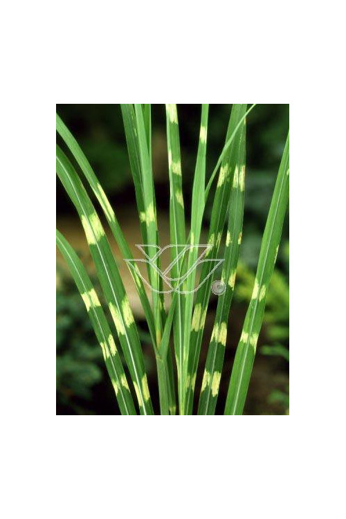 Miskant chiński 'Giraffe' | Miscanthus sinensis