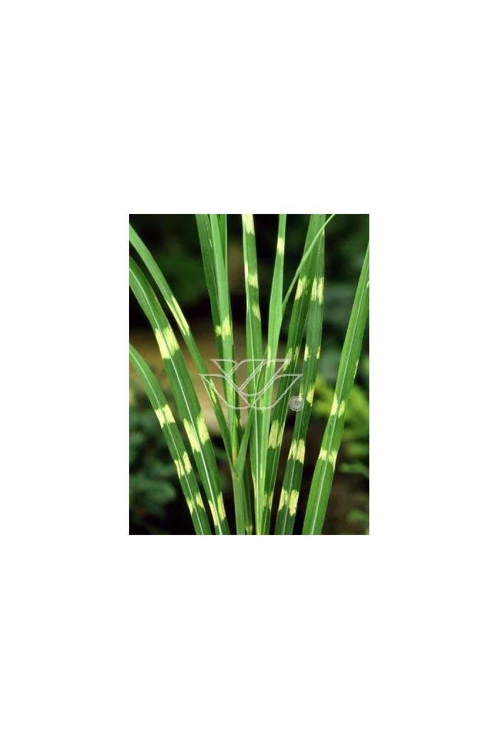 Miskant chiński 'Giraffe' | Miscanthus sinensis
