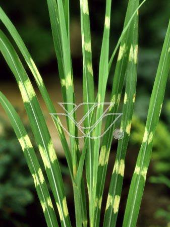 Miskant chiński 'Giraffe' | Miscanthus sinensis