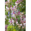 Wiciokrzew Heckrotta 'Variegata' | Lonicera x heckrotti