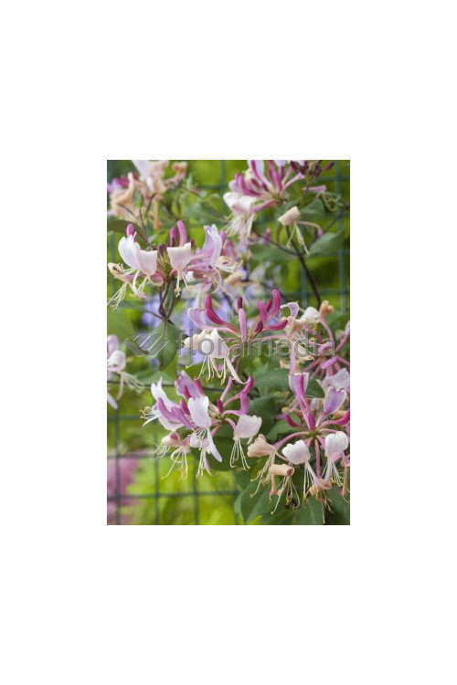 Wiciokrzew Heckrotta 'Variegata' | Lonicera x heckrotti