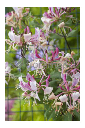Wiciokrzew Heckrotta 'Variegata' | Lonicera x heckrotti