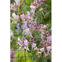 Wiciokrzew Heckrotta 'Variegata' | Lonicera x heckrotti