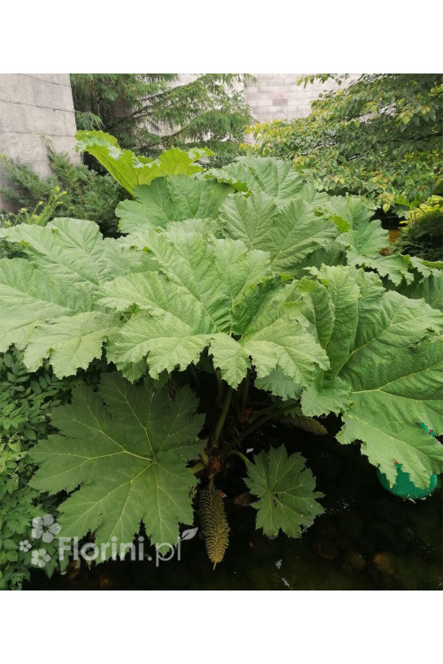 Gunnera olbrzymia Gunnera manicata