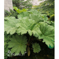 Gunnera olbrzymia Gunnera manicata