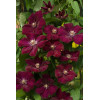 Powojnik 'Rouge Cardinal' | Clematis