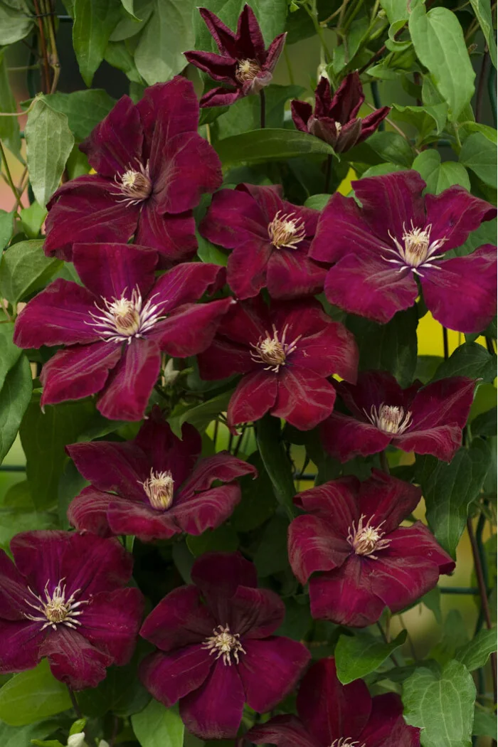 Powojnik 'Rouge Cardinal' | Clematis