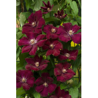 Powojnik 'Rouge Cardinal' | Clematis