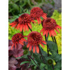 Jeżówka 'Cinnamon Cupcake' Echinacea
