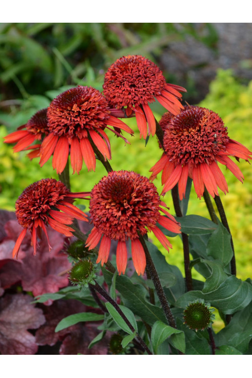 Jeżówka 'Cinnamon Cupcake' Echinacea
