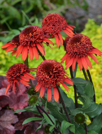 Jeżówka 'Cinnamon Cupcake' Echinacea