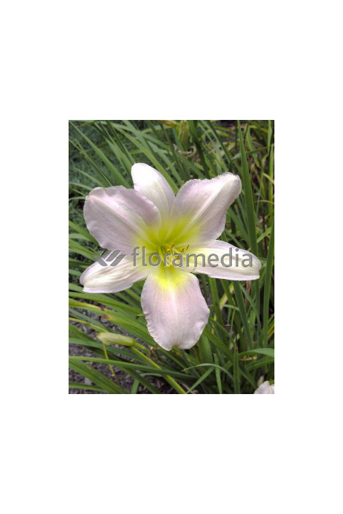 liliowiec, hemerocallis