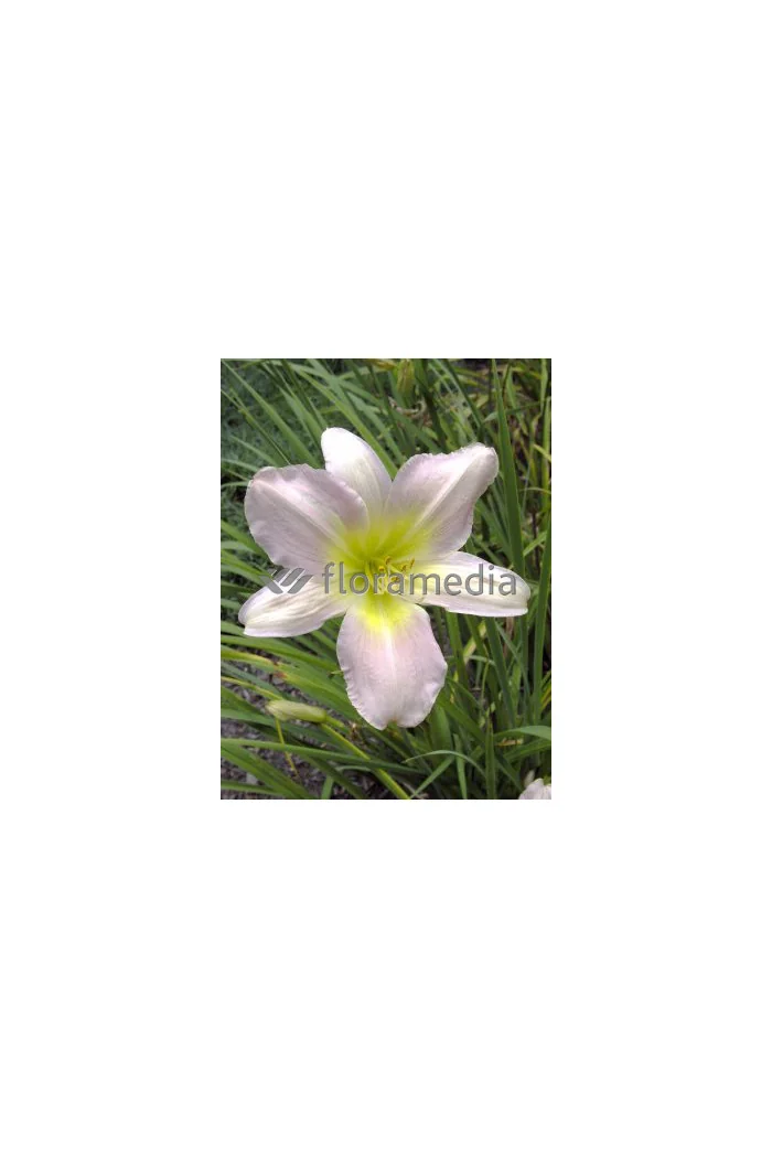 liliowiec, hemerocallis