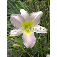 liliowiec, hemerocallis