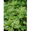 Jasnota plamista 'Golden Anniversary' Lamium maculatum