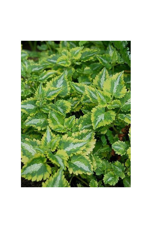 Jasnota plamista 'Golden Anniversary' Lamium maculatum